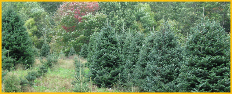 Boone North Carolina Choose N Cut Christmas Tree Farm - Fraser Fir Care